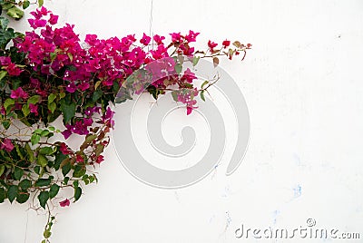 Bougainvillea Stock Photo