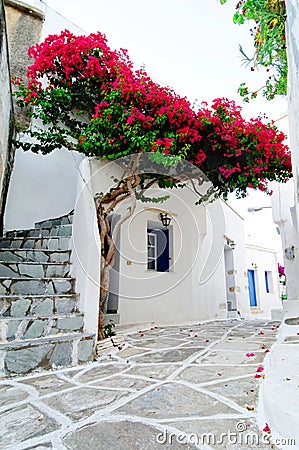 Bougainvillea blossoms Stock Photo