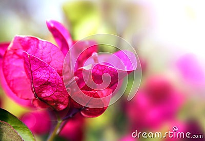 Bougainvillea blossoms Stock Photo