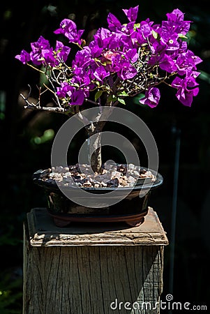 Bougainvillea bonsai tree midday Stock Photo