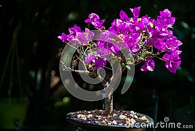 Bougainvillea bonsai tree midday Stock Photo