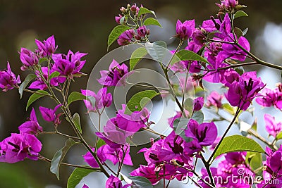 Bougainvillea Stock Photo