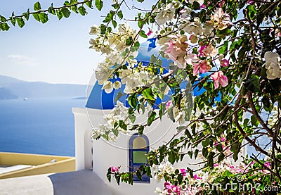 Bougainvillea bush on blue dome church background, Santorini island, Greece Stock Photo