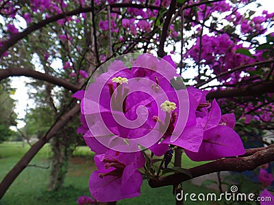 Paper flower Stock Photo