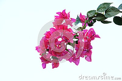 Bougainvillea flower Stock Photo