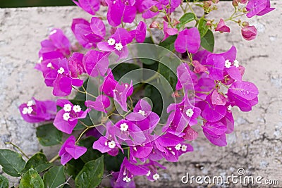 Bougainvillea flower in Guatemala, Buganvilla. Central america. Stock Photo