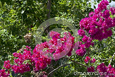 Bougainvillea flower in Guatemala, Buganvilla. Outdoor tropical flower of organic Magenta color on beach in Central America. Stock Photo