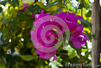 Bougainvillea flower in Guatemala, Buganvilla. Outdoor tropical flower of organic Magenta color on beach in Central America. Stock Photo