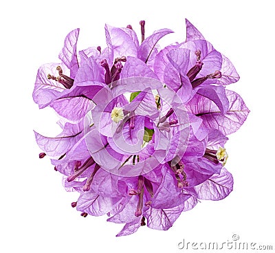 Bougainvillea flower, Paperflower, Purple Bougainvillea flower isolated on white background, with clipping path Stock Photo