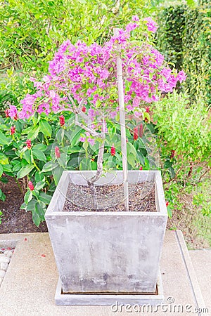 Bougainvillea flower Stock Photo