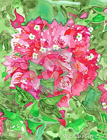 Bougainvillea Flowering Plant Watercolor Stock Photo