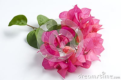 Bougainvillea flowers Stock Photo