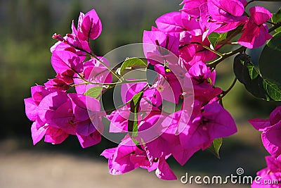 Bougainvillea Flowers Stock Photo