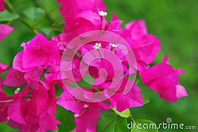 Bougainvillea flowers Stock Photo