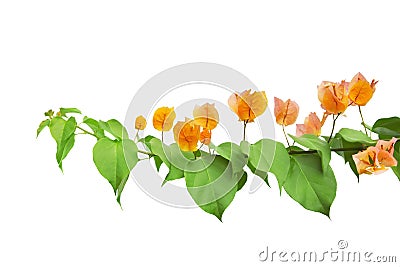 Bougainvillea flowers Stock Photo