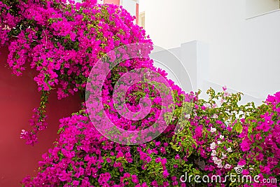 Bougainvillea flowers Stock Photo