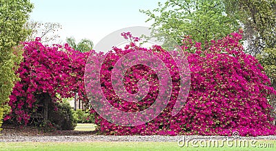 Bougainvillea Flowers Hedge Stock Photo