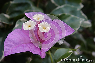 Bougainvillea flowers surrounded by magenta bracts Stock Photo