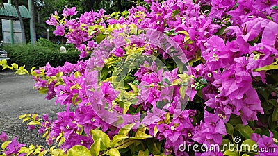 Bougainvillea flowers of various colors with fresh green leaves. Stock Photo