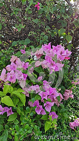 Bougainvillea flowers of various colors with fresh green leaves. Stock Photo