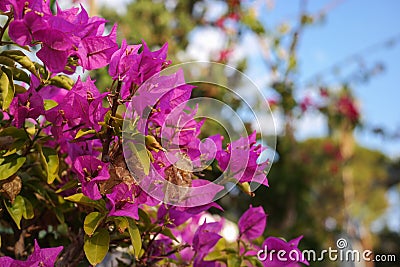 Bougainvillea glabra Choisy Stock Photo