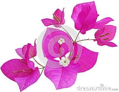 Bougainvillea Glabra Flower Stock Photo