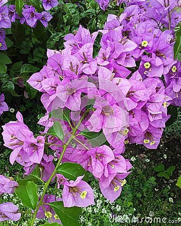 Bougainvillea inflorescence. Pink flowers. Stock Photo