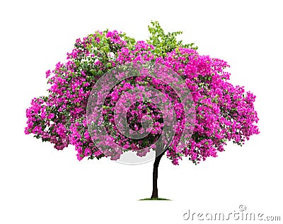 Bougainvillea isolated on white background Stock Photo