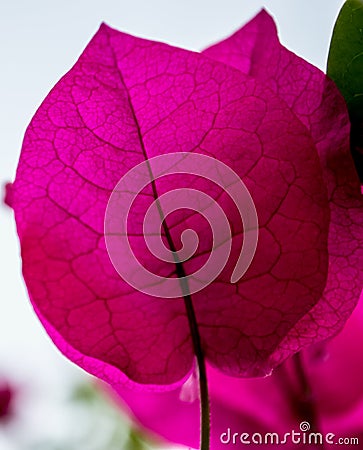 Bougainvillea leaf Stock Photo