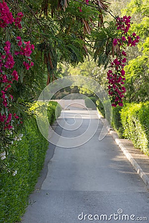 Bougainvillea Lined Pathway Stock Photo