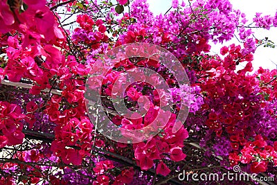 Bougainvillea - paper flower Stock Photo