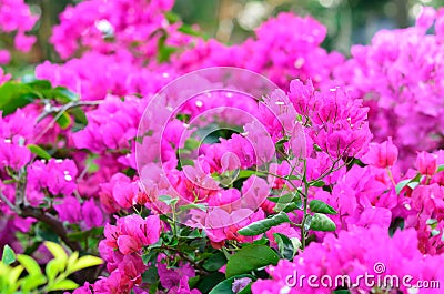 Bougainvillea, Paper flower Stock Photo