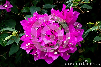 Bougainvillea, paper flowers Stock Photo