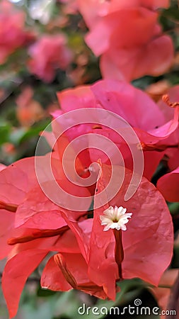 Bougainvillea paper flowers nice Stock Photo