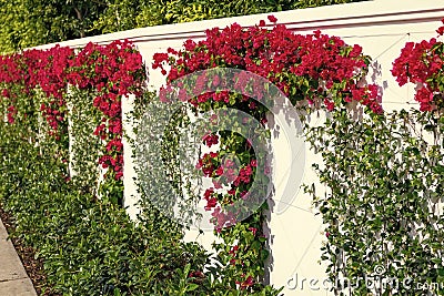 Bougainvillea or paperflower with blooming flowers growing along fence outdoors Stock Photo