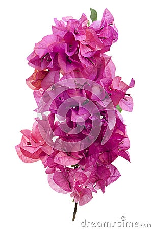 Bougainvillea with pink blossoms isolated on white Stock Photo