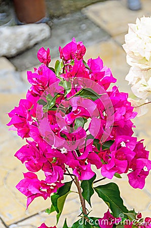 Bougainvillea pink branch flowers, paper flower branch Stock Photo