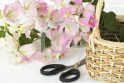 Bougainvillea pink flora local flowers of asia thailand Stock Photo