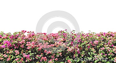 Bougainvillea Stock Photo