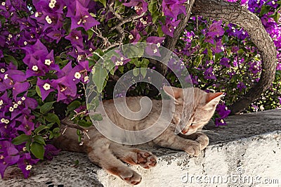 a kitten is resting in the shade of a bougainvillea Stock Photo