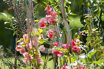 Bougainvillea Stock Photo