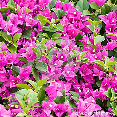 Bougainvillea spectabilis Stock Photo