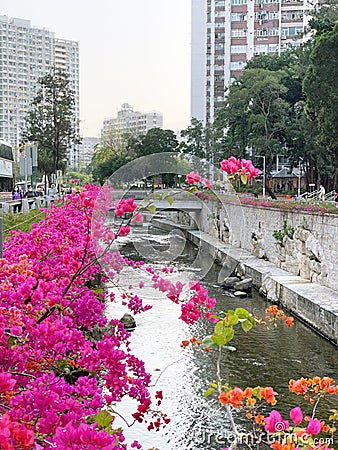 Bougainvillea spectabilis along Kai Tak River at Hong Kong Editorial Stock Photo