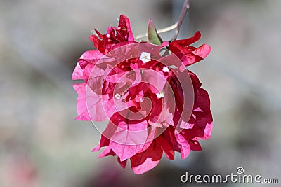 Bouganvillea Flower Stock Photo