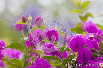 Bouganvillea Stock Photo