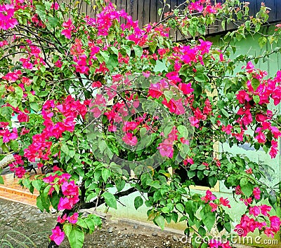 Bougenvillea flower Stock Photo