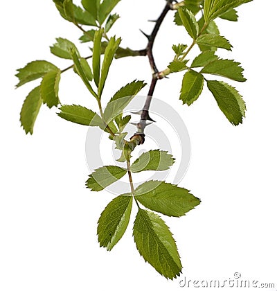 Bough with leaves Stock Photo