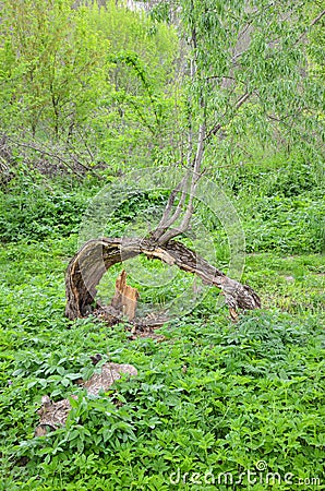 Bough of old willow tree Stock Photo