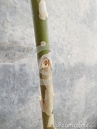 A bough of Poplar Stock Photo