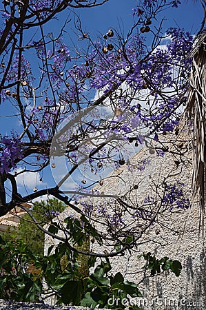 Bough with purple blossoms Stock Photo